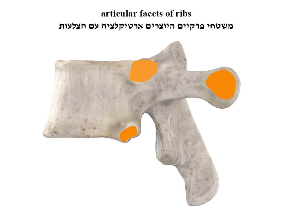 articular facets of ribs